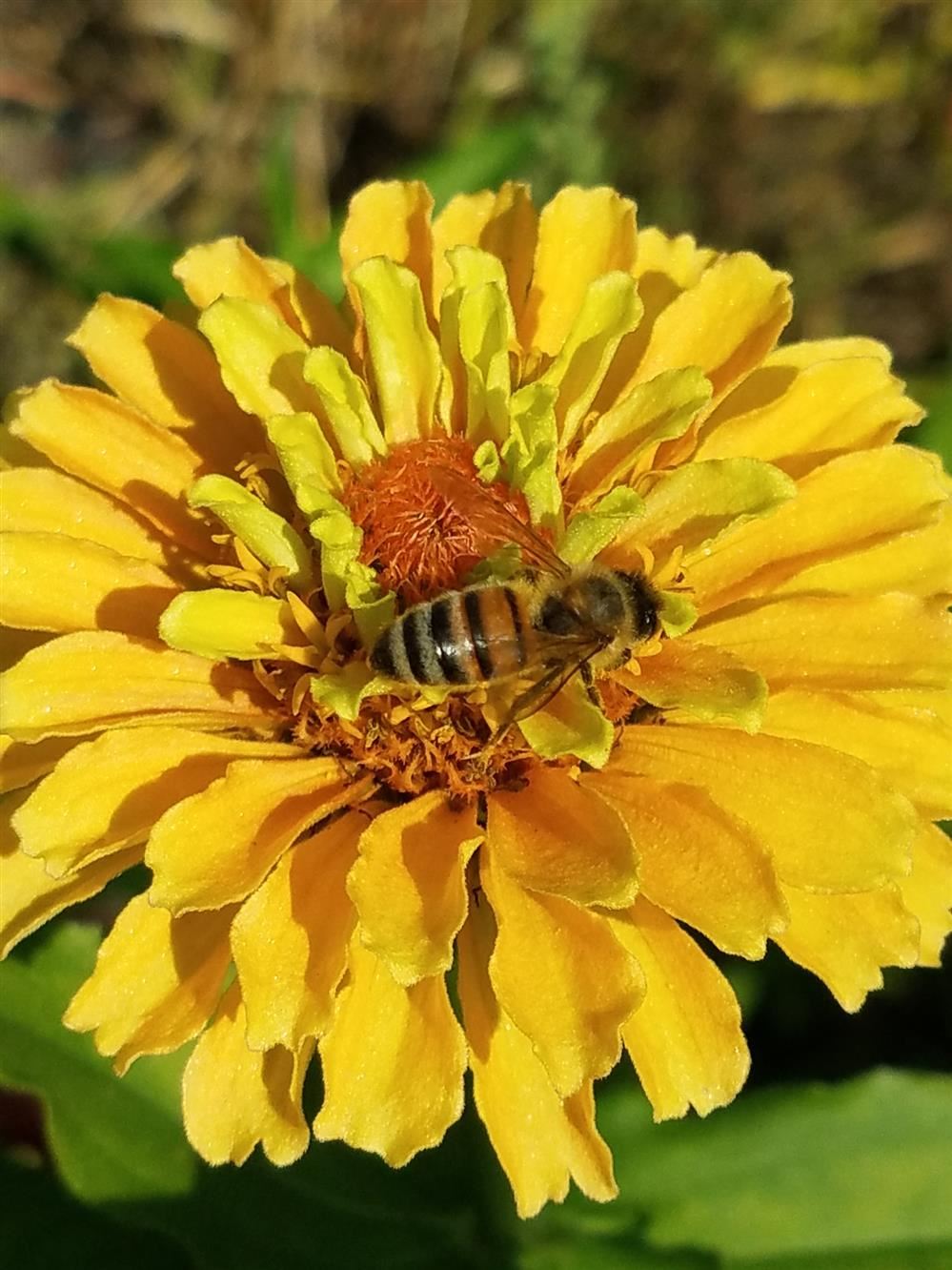 Flower