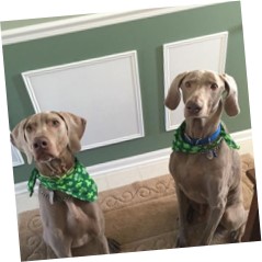 dogs 
