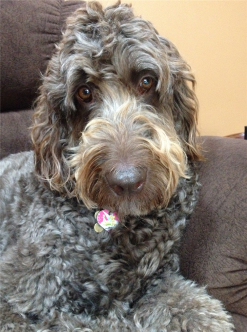 lucy 
