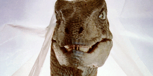 Raptor looking at you